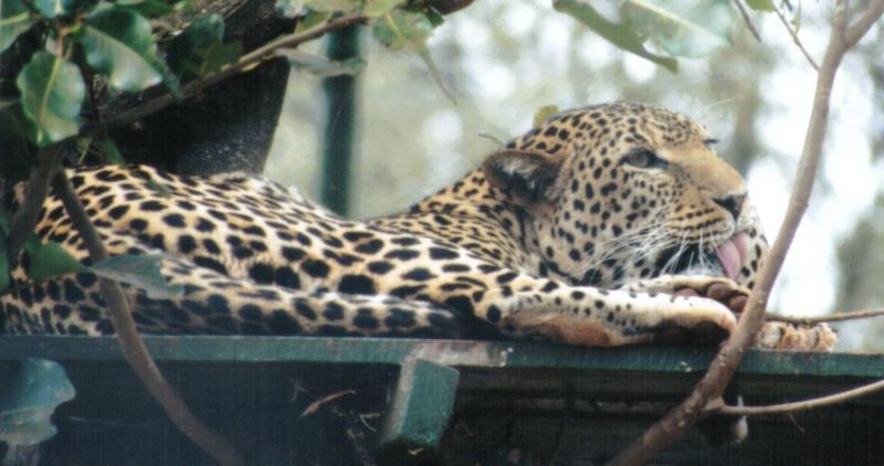 Dn-a0427-African Leopard-by Darren New.jpg
