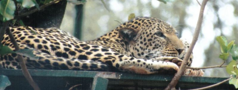 Dn-a0428-African Leopard-by Darren New.jpg