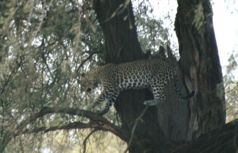 Dn-a0429-African Leopard-by Darren New.jpg