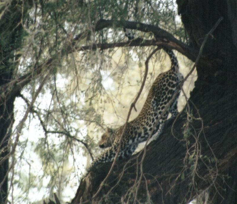 Dn-a0430-African Leopard-by Darren New.jpg