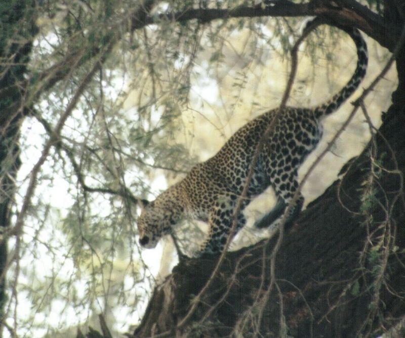 Dn-a0431-African Leopard-by Darren New.jpg