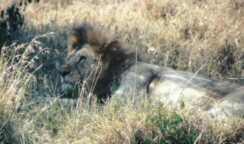 Dn-a0432-African Lion male-by Darren New.jpg