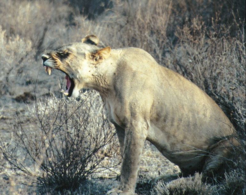 Dn-a0434-African Lioness-by Darren New.jpg