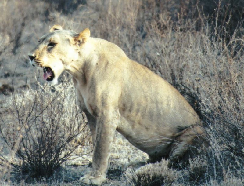 Dn-a0435-African Lioness-by Darren New.jpg