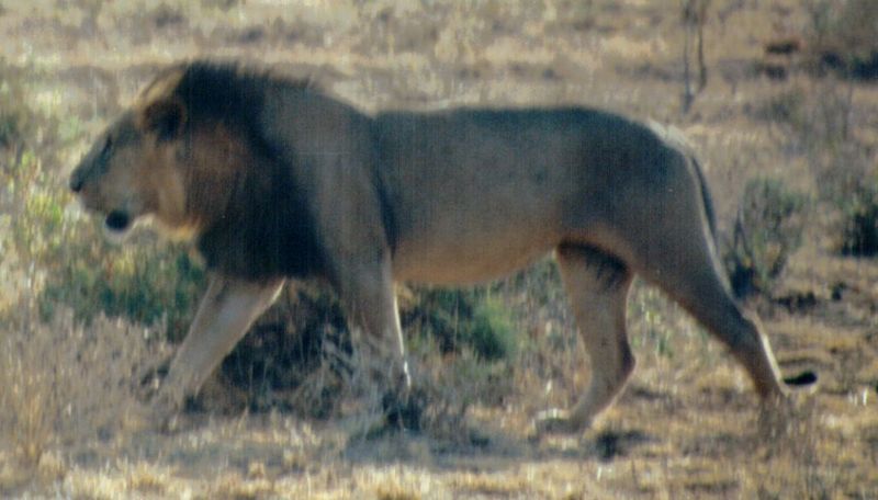 Dn-a0439-African Lion-by Darren New.jpg