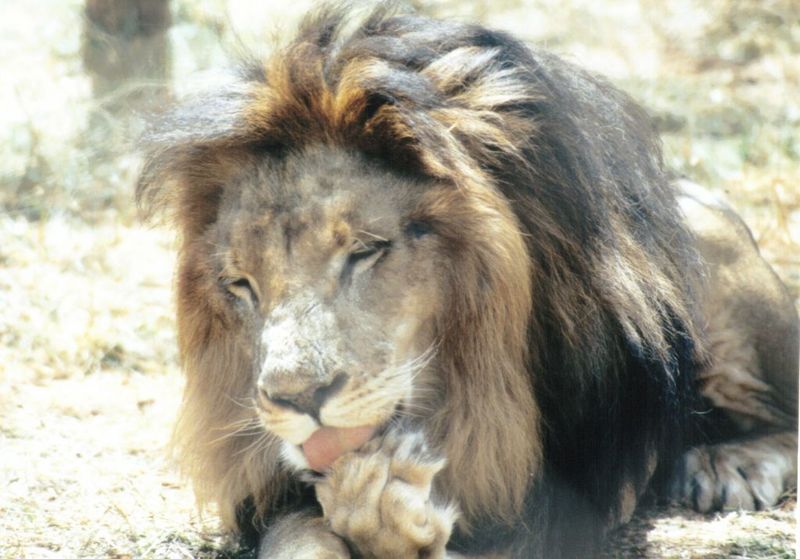 Dn-a0440-African Lion male-by Darren New.jpg