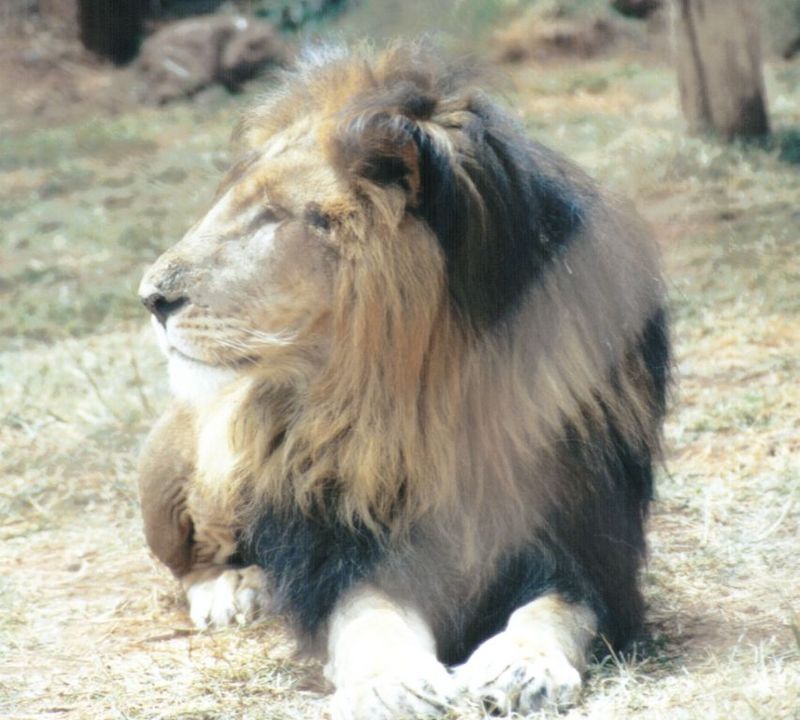 Dn-a0441-African Lion male-by Darren New.jpg