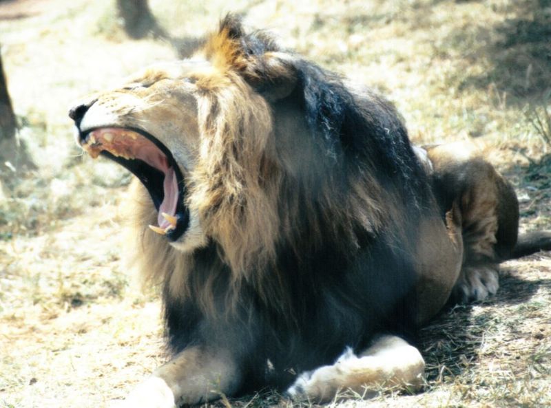 Dn-a0443-African Lion male-by Darren New.jpg