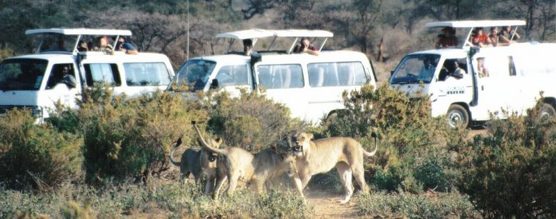 Dn-a0445-African Lions safari-by Darren New.jpg
