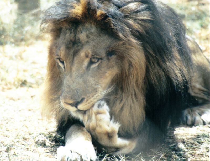 Dn-a0449-African Lion male-by Darren New.jpg
