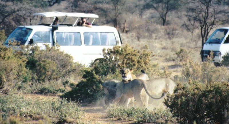 Dn-a0451-African Lions safari-by Darren New.jpg