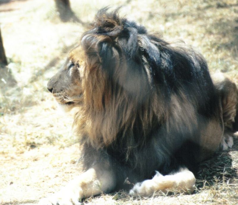 Dn-a0452-African Lion male-by Darren New.jpg
