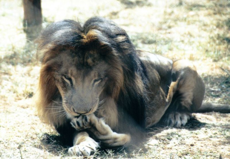 Dn-a0453-African Lion male-by Darren New.jpg