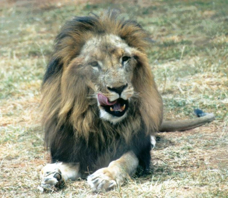 Dn-a0454-African Lion male-by Darren New.jpg
