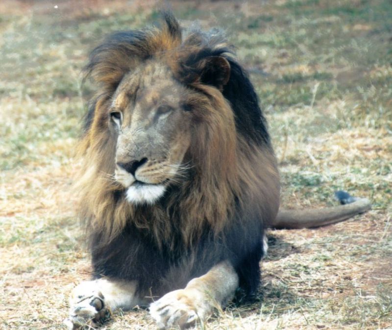 Dn-a0455-African Lion male-by Darren New.jpg