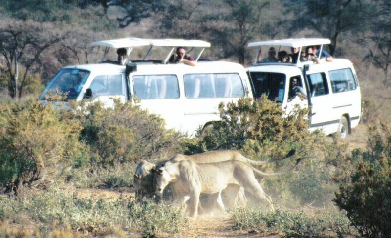 Dn-a0456-African Lions safari-by Darren New.jpg