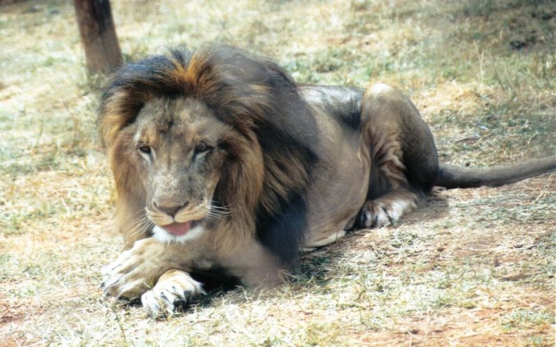 Dn-a0457-African Lion male-by Darren New.jpg