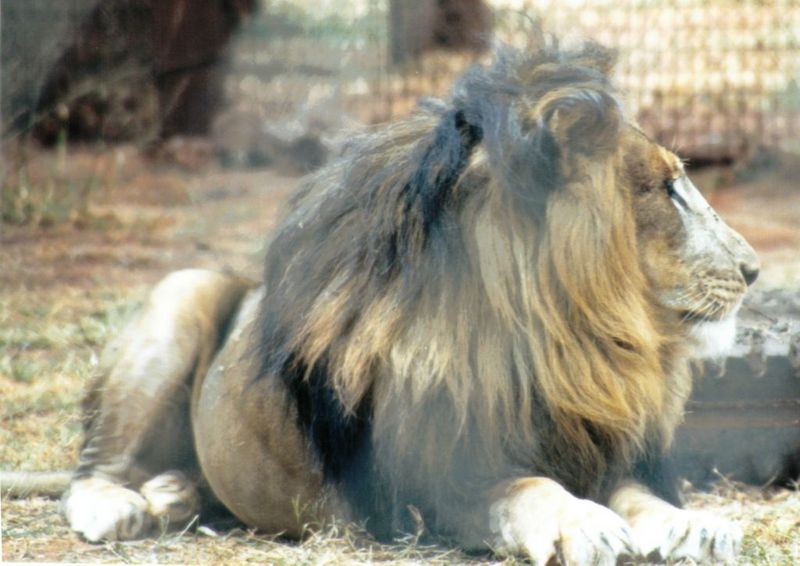 Dn-a0461-African Lion male-by Darren New.jpg