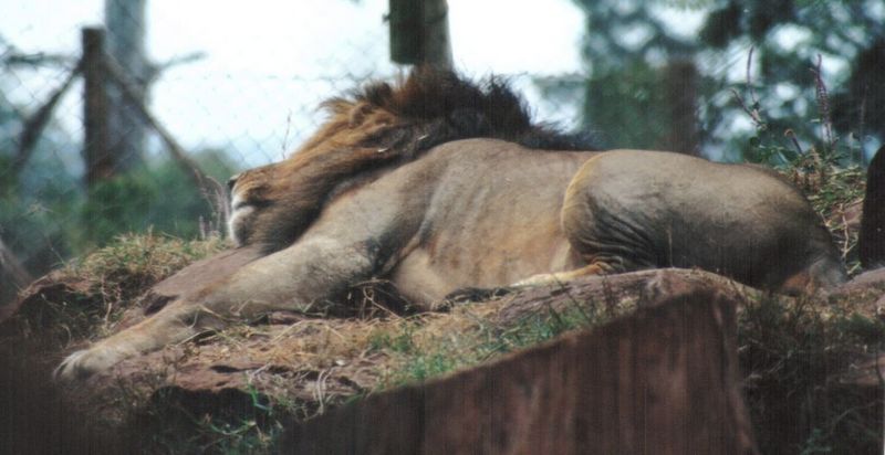Dn-a0462-African Lion male-by Darren New.jpg