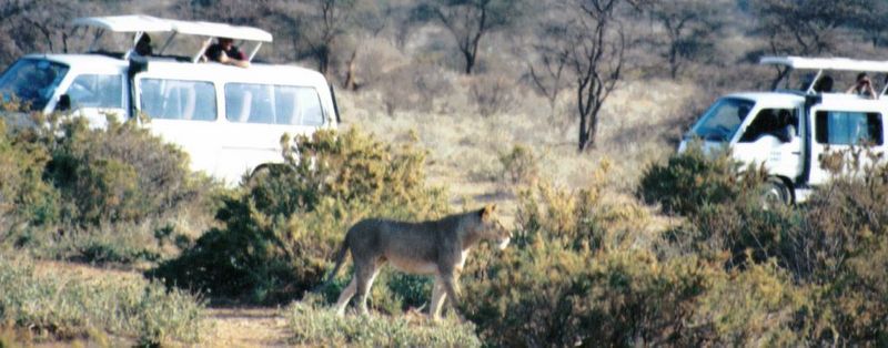 Dn-a0465-African Lions safari-by Darren New.jpg