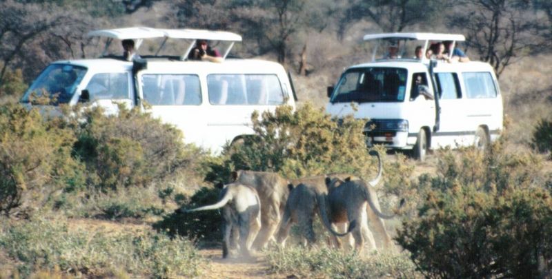 Dn-a0467-African Lions safari-by Darren New.jpg