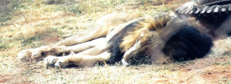 Dn-a0470-African Lion male-by Darren New.jpg