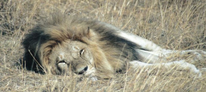 Dn-a0471-African Lion male-by Darren New.jpg