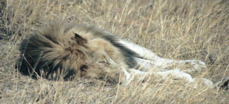 Dn-a0472-African Lion sleeping-by Darren New.jpg