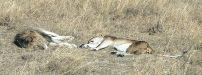 Dn-a0473-African Lions sleeping-by Darren New.jpg