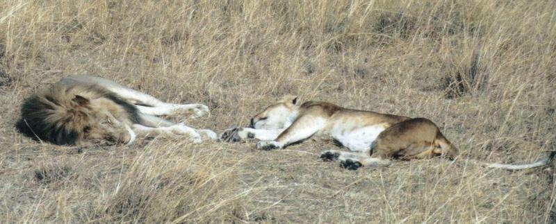 Dn-a0474-African Lions sleeping-by Darren New.jpg