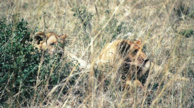Dn-a0480-African Lioness-by Darren New.jpg