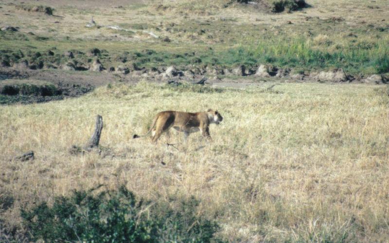 Dn-a0486-African Lioness-by Darren New.jpg