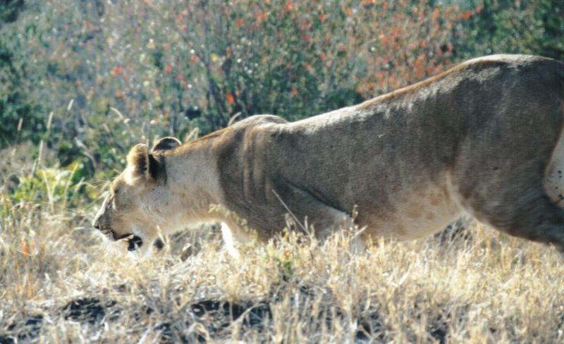 Dn-a0487-African Lioness-by Darren New.jpg