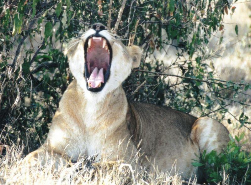 Dn-a0488-African Lioness big yawn-by Darren New.jpg