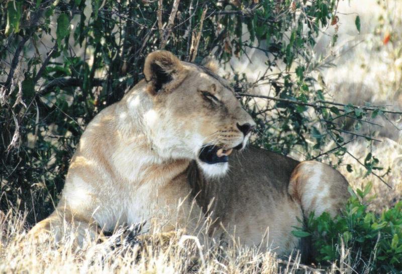 Dn-a0489-African Lioness-by Darren New.jpg