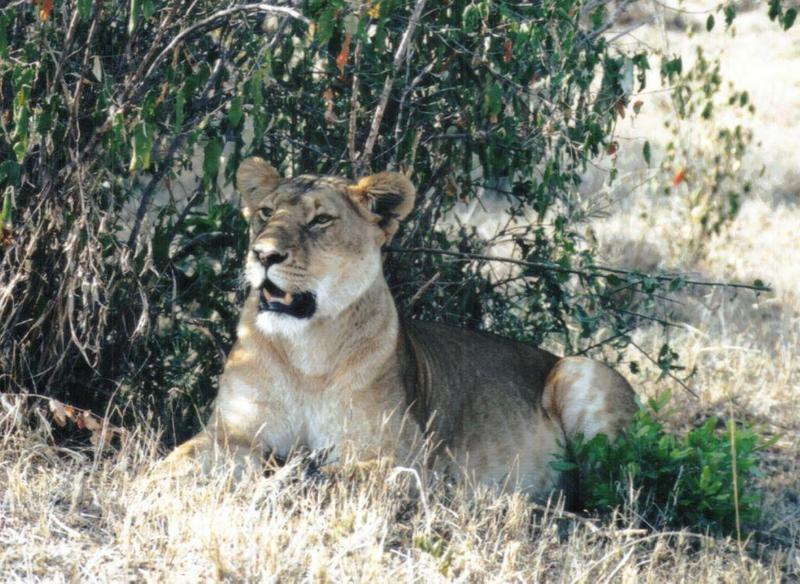Dn-a0490-African Lioness-by Darren New.jpg