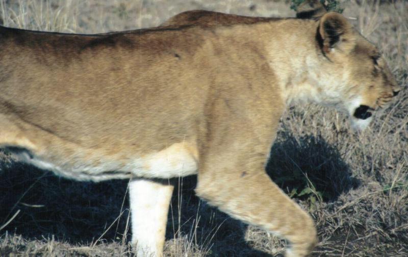 Dn-a0493-African Lioness-by Darren New.jpg