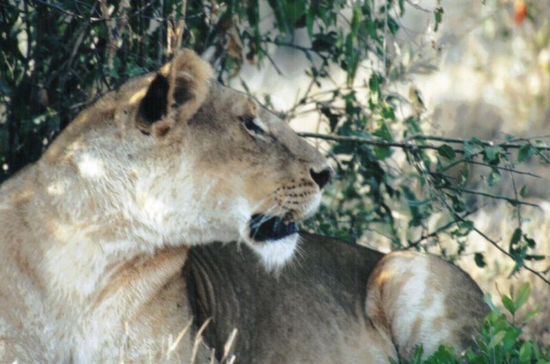 Dn-a0494-African Lioness-by Darren New.jpg