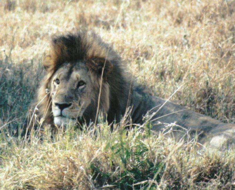 Dn-a0496-African Lion male-by Darren New.jpg