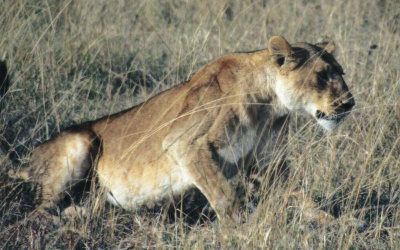 Dn-a0498-African Lioness-by Darren New.jpg