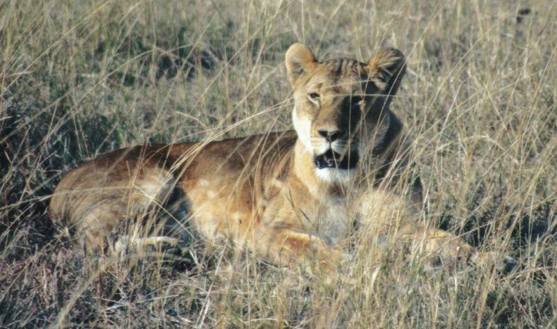 Dn-a0499-African Lioness-by Darren New.jpg