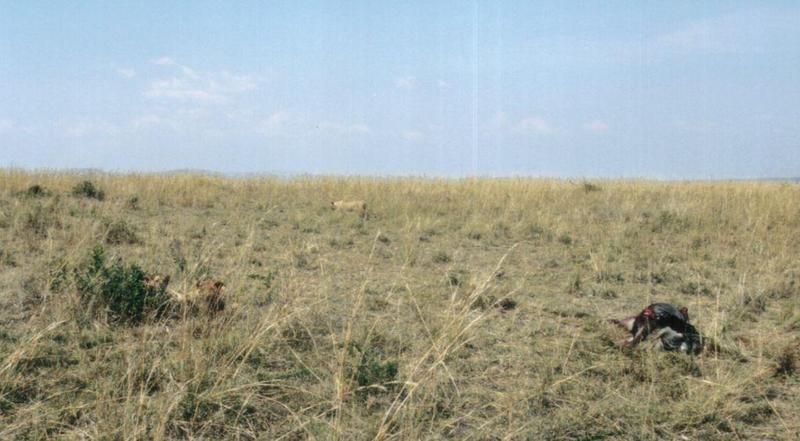 Dn-a0506-African Lioness-by Darren New.jpg
