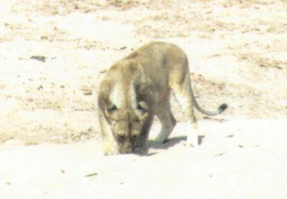 Dn-a0520-African Lioness-by Darren New.jpg