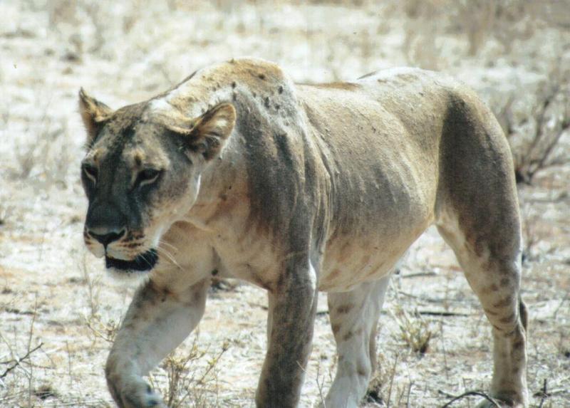Dn-a0521-African Lioness-by Darren New.jpg