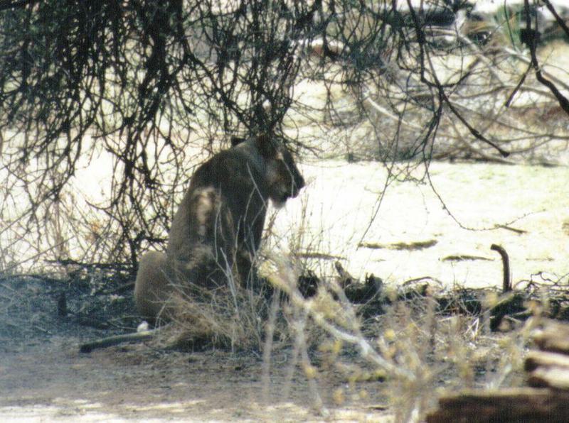 Dn-a0522-African Lioness-by Darren New.jpg