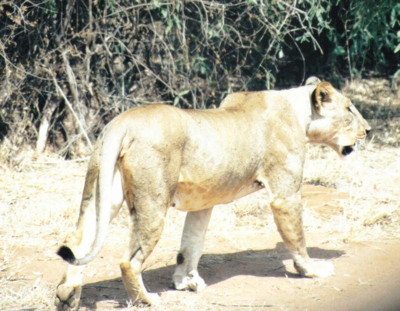 Dn-a0529-African Lioness-by Darren New.jpg