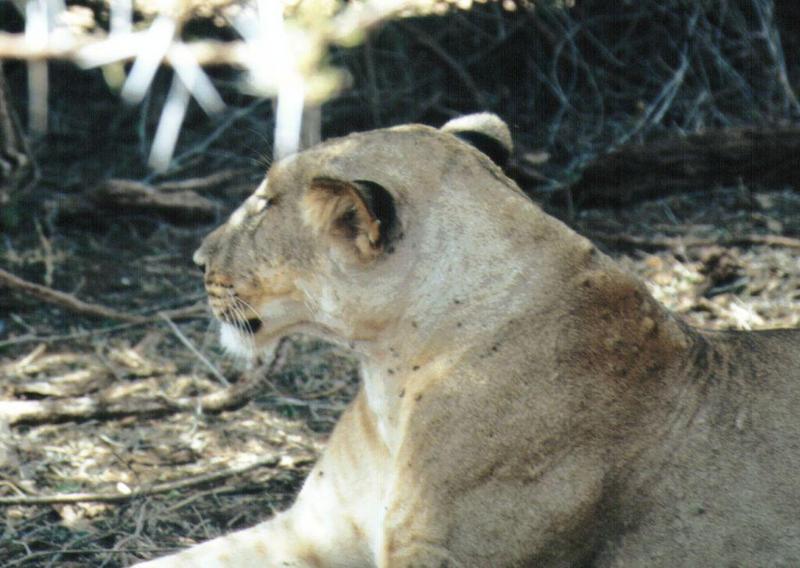 Dn-a0530-African Lioness-by Darren New.jpg