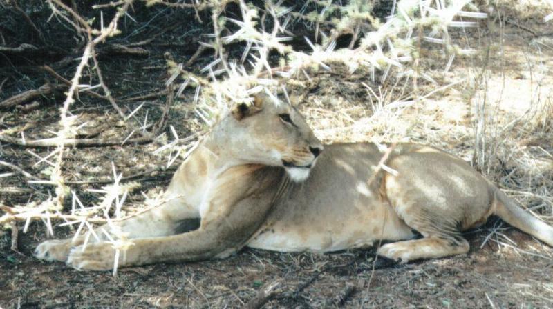Dn-a0531-African Lioness-by Darren New.jpg