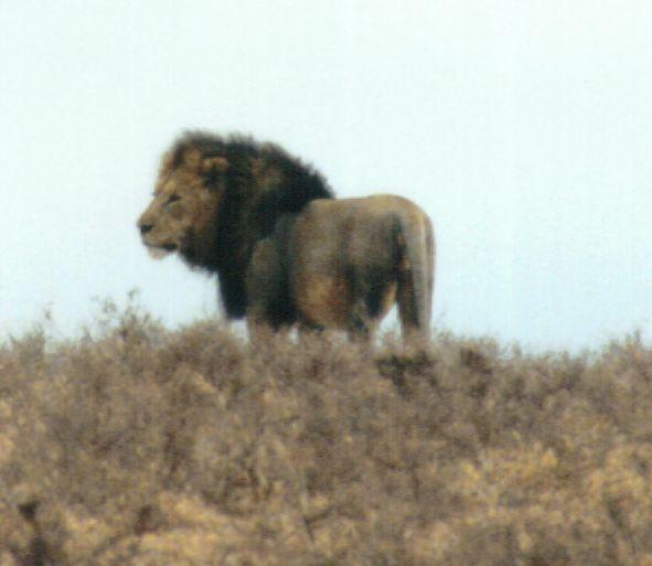 Dn-a0535-African Lion male-by Darren New.jpg