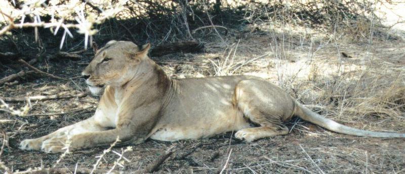 Dn-a0536-African Lioness-by Darren New.jpg
